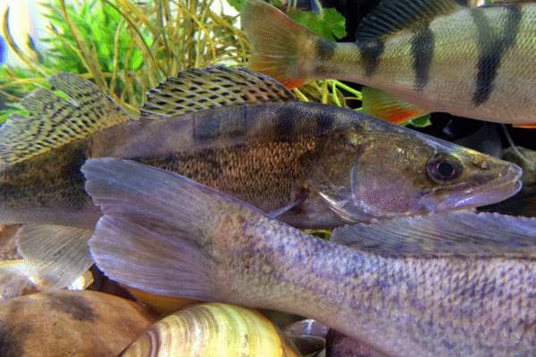 Edelfisch Zander in Vermarktung oder im Aquarium - unsere Leidenschaft.